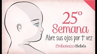 SEMANA 25 de Embarazo  6º Mes  Semana a semana [upl. by Ursal567]