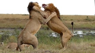 Wildlife Two Lions Fight to See Whos King [upl. by Rorrys]