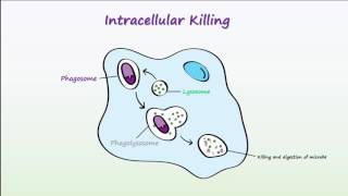 Phagocytosis [upl. by Ynnor282]