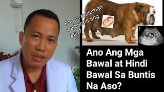 Paano Malaman Na Buntis Ang Aso  Ano Ang Bawal At Hindi Bawal Sa Buntis Na Aso [upl. by Nivar120]