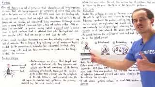 Viruses Lytic Cycle and Lysogenic Cycle [upl. by Edmunda]