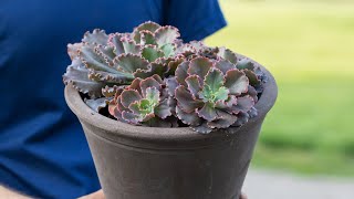 How to Split and Replant a Succulent [upl. by Eibor58]