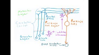 The Cerebellum [upl. by Greyson]