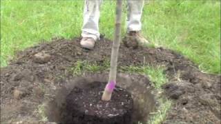 How to plant a potted tree [upl. by Irec]