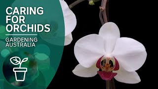 How to keep orchids flowering [upl. by Premer313]