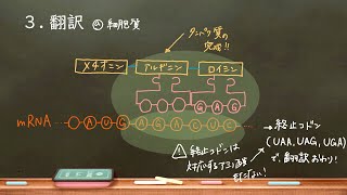 おうち生物 20 転写・翻訳・スプライシング [upl. by Assiron448]