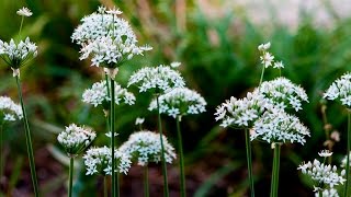 Garlic Chive  Growing and Harvesting [upl. by Ulises]