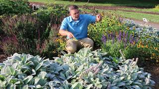 Lambs ear Stachys byzantina  Plant Identification [upl. by Lindbom916]