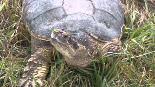 Snapping Turtle Chelydra serpentina [upl. by Ahsekim565]