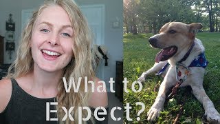 DOG ADOPTION How It Works  How Long It Takes [upl. by Molloy90]