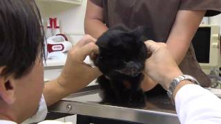 Oral Squamous Cell Carcinoma In Cats VetVid Episode 024 [upl. by Legnaesoj785]