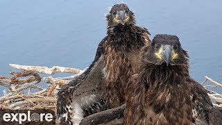 West End Bald Eagle Cam powered by EXPLOREorg [upl. by Wardle]