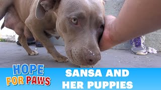 Sansa amp puppies Rescuing a homeless family from under a house Please share  dog [upl. by Iosep229]