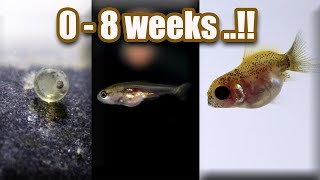 Ep 7 Baby GOLDFISH GROWTH  from eggs  8 weeks [upl. by Bouzoun343]