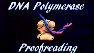 DNA polymerase proofreading [upl. by Isak]