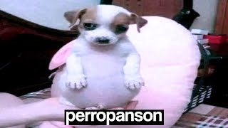 perro panson [upl. by Orose]