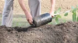 How to plant an avocado tree [upl. by Litnahc]