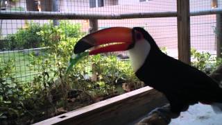 Toco Toucan Courtship Vocalization [upl. by Alcus]