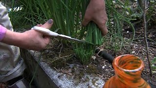 Garden Tip Harvesting Chives [upl. by Stillman]