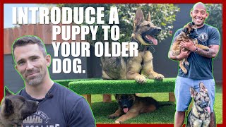 How to Introduce a Puppy to Your Older Dog [upl. by Rann]