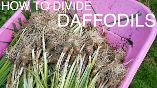 How and Why to Divide Daffodils [upl. by Llerad]