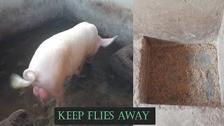 Pig Pen Building How to Keep A No SmellOdorless Pig Pen in 2024 [upl. by Isoais]