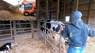 Real Life Day of a Dairyman [upl. by Hasina]