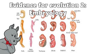 Evidence for Evolution  Embryology [upl. by Bergeman24]