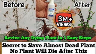 How To Revive Any Dying Plant in 3 Eazy Steps  Root Rot Treatment  Plants Issues And Solutions [upl. by Slaughter]