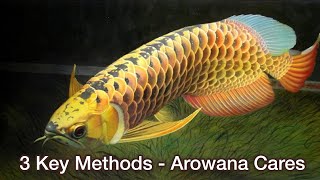 Top 3 Key Tips for Arowana Fish Care  Arowana Care Guide  Important Arowana keeping tips [upl. by Richia]