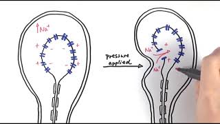 A2 Biology  Pacinian corpuscle OCR A Chapter 133 [upl. by Colyer679]