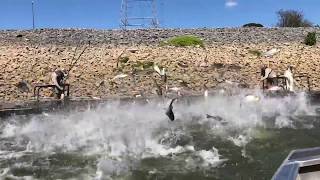 Asian carp jumping in Kentucky [upl. by Nuahsyd]