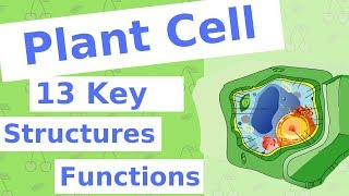 The Plant Cell  13 Key Structures [upl. by Anjali]