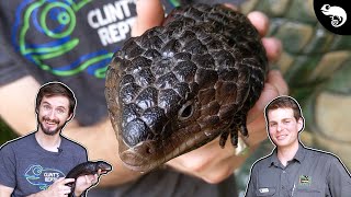 Shingleback Skink A MONOGAMOUS Blue Tongue [upl. by Arat888]