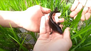 Super Amazing Found A Lot Ranchu Ryukin Goldfish amp KOi Fishes in Rice Field [upl. by Tobit240]