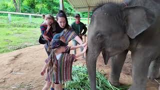 Elephant Jungle Sanctuary Chiang Mai Thailand  Magical Experience [upl. by Laflam231]