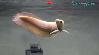 Best Top 10 South American Arowana fish  Albino Silver Black Arowana and Snow White Silver Arowana [upl. by Colvin]