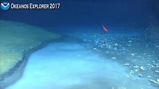 Okeanos Explorer Video Bite Newly Discovered Brine River Captivates NOAA Scientists [upl. by Rider]