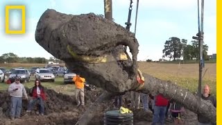 Farmer Finds Woolly Mammoth Bones in Michigan  National Geographic [upl. by Erdnad]