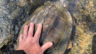 Herping SE Pennsylvania  Big Common Snapping turtle [upl. by Clementia262]