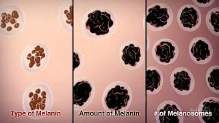 How We Get Our Skin Color  HHMI BioInteractive Video [upl. by Llenehc]