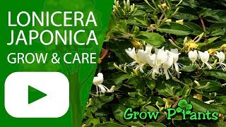 Lonicera japonica  grow amp care hedge plant Japanese honeysuckle [upl. by Rust]