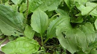 How to Identify Plantain  Broadleaf and Rugels [upl. by Nostaw]