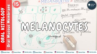 Melanocytes  Nonkeratinocytes  OMM  Dr Paridhi Agrawal [upl. by Claman]