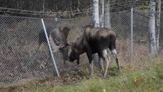 Wildlife Services responds to moose fight near Anchorage Airport [upl. by Darrel186]