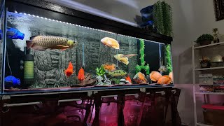 Best Arowana Community Oscar Fish King Kong Parrot and Peacock Bass [upl. by Eniar279]