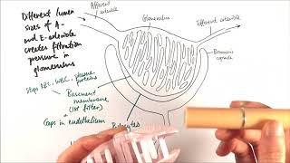 A2 Biology  Ultrafiltration OCR A Chapter 155 [upl. by Hazeefah492]