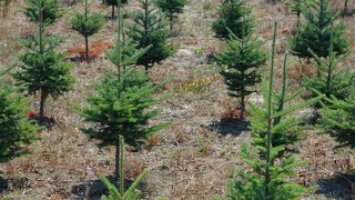 How to Start a Christmas Tree Farm [upl. by Daria126]