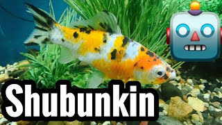 Shubunkin Goldfish Care Guide [upl. by Notlimah]