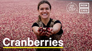 Cranberries Harvesting The Perennial Plants Good For The Climate  One Small Step [upl. by Nylassej950]